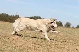 GOLDEN RETRIEVER 139
